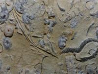 limestone fossil-2